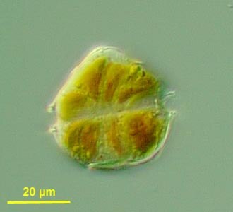 【Botanic】MOCMOC ZymoBIOMICS Microbial Community Standards | ZYMO RESEARCH